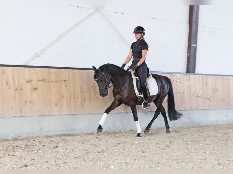 German Riding Pony Gelding 4 years 14.1 hh Black in Kempen