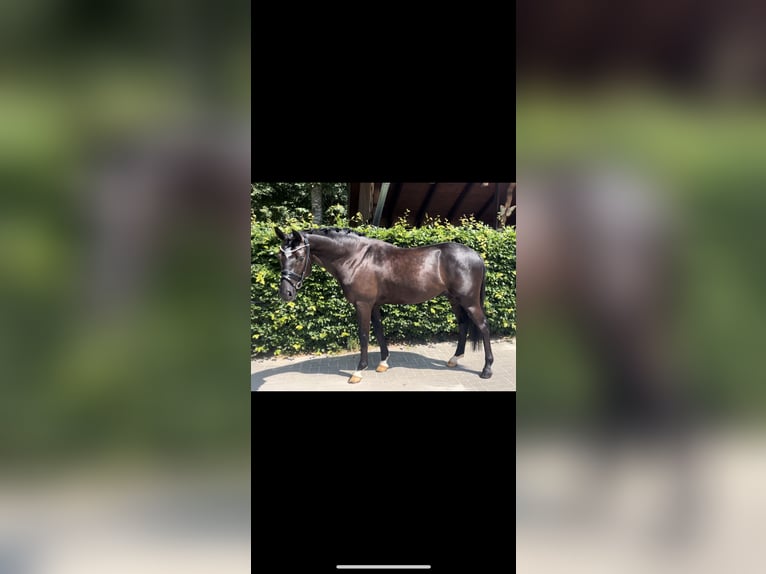 German Riding Pony Gelding 4 years 14,1 hh Black in Rastede