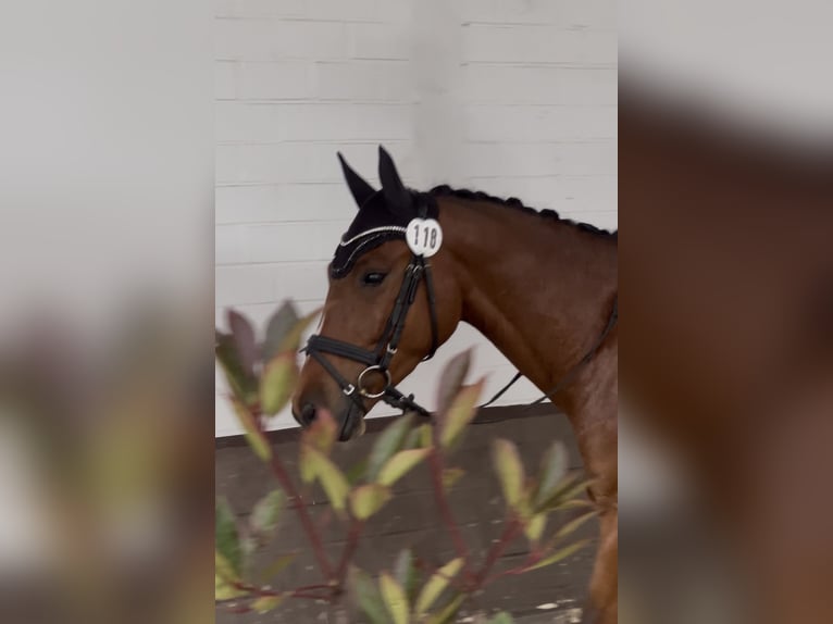 German Riding Pony Gelding 4 years 14.1 hh Brown in Haltern am See
