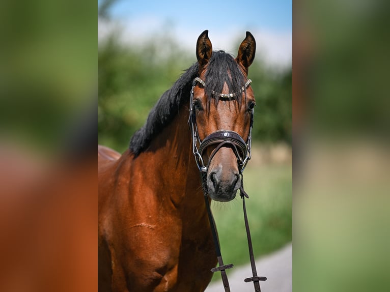 German Riding Pony Gelding 4 years 14,1 hh Brown in Kilchberg ZH