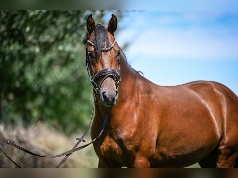 German Riding Pony Gelding 4 years 14,1 hh Brown in Kilchberg ZH