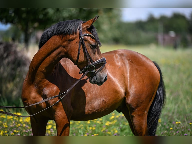 German Riding Pony Gelding 4 years 14,1 hh Brown in Kilchberg ZH