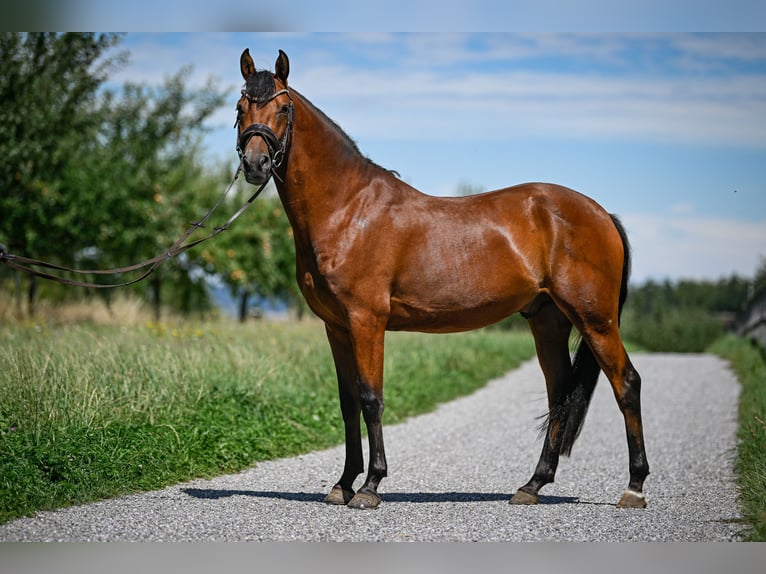 German Riding Pony Gelding 4 years 14,1 hh Brown in Kilchberg ZH