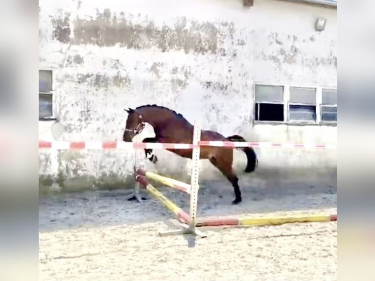 German Riding Pony Gelding 4 years 14,1 hh Brown in Engelskirchen