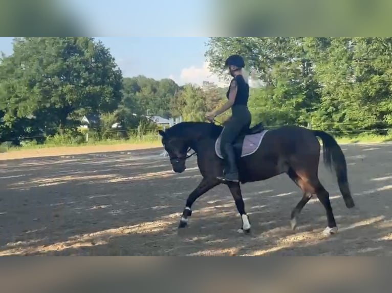 German Riding Pony Gelding 4 years 14,1 hh Brown in Engelskirchen