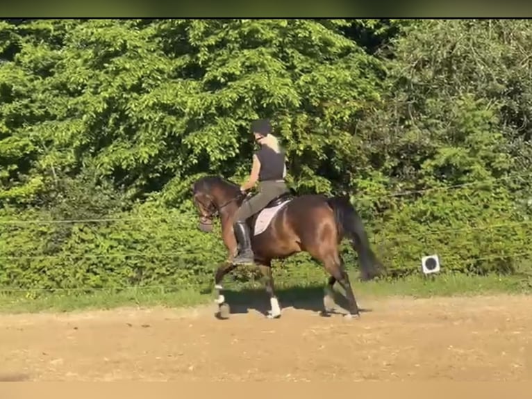 German Riding Pony Gelding 4 years 14,1 hh Brown in Engelskirchen