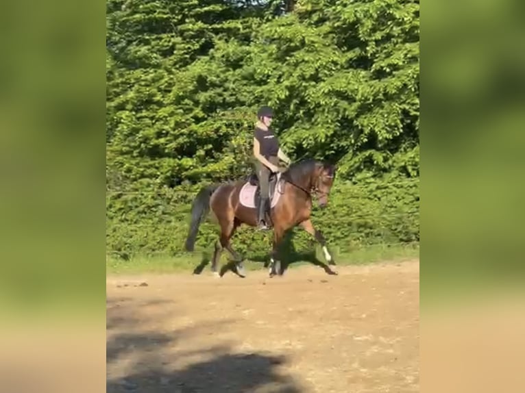 German Riding Pony Gelding 4 years 14,1 hh Brown in Engelskirchen