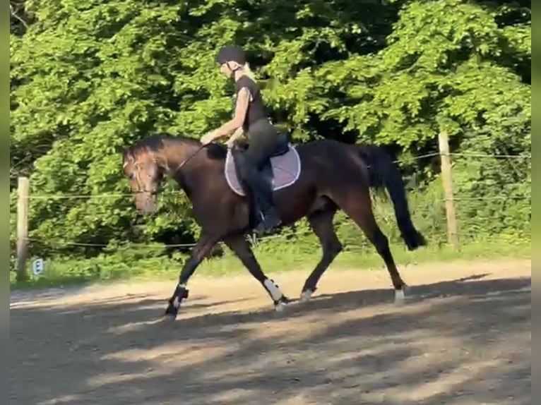 German Riding Pony Gelding 4 years 14,1 hh Brown in Lindlar