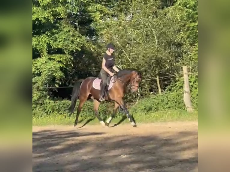 German Riding Pony Gelding 4 years 14,1 hh Brown in Lindlar