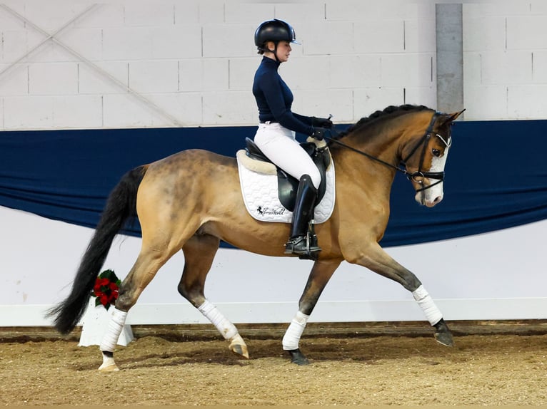 German Riding Pony Gelding 4 years 14,1 hh Brown in Marsberg