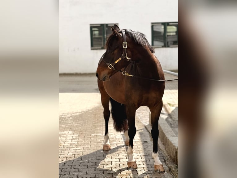 German Riding Pony Gelding 4 years 14.1 hh Brown in ZangbergZangberg