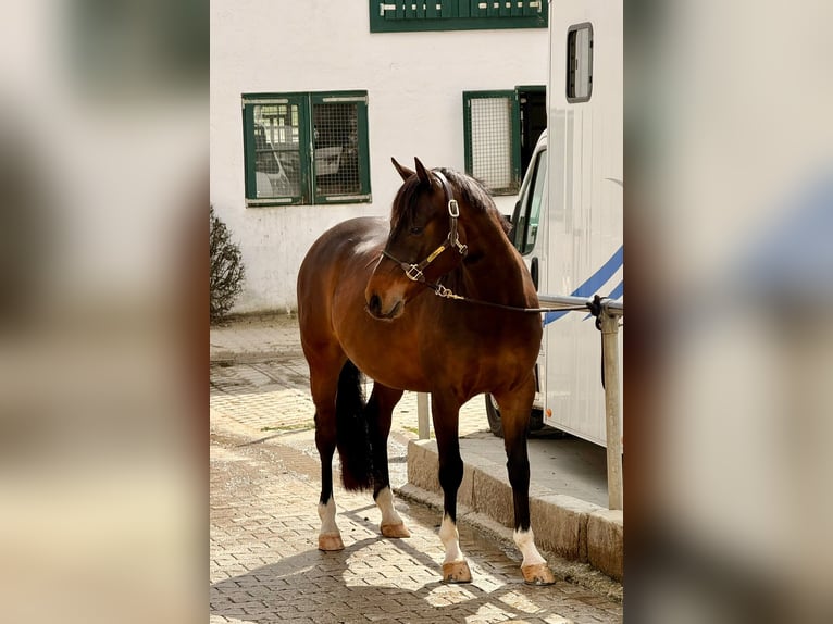 German Riding Pony Gelding 4 years 14.1 hh Brown in ZangbergZangberg