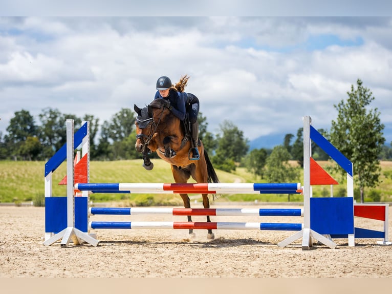 German Riding Pony Gelding 4 years 14.1 hh Brown in Eckersdorf