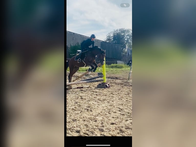 German Riding Pony Gelding 4 years 14,1 hh Brown in Grevenbroich