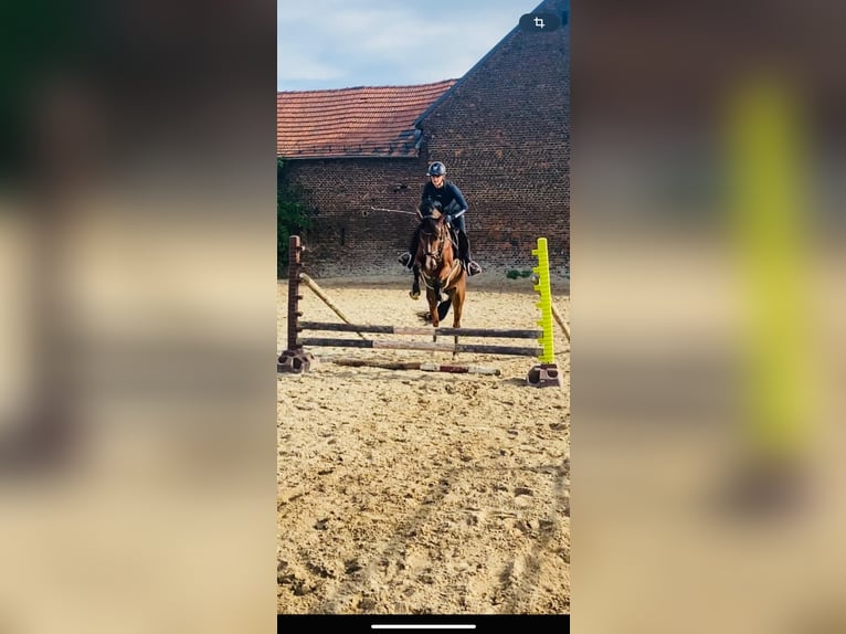 German Riding Pony Gelding 4 years 14,1 hh Brown in Grevenbroich