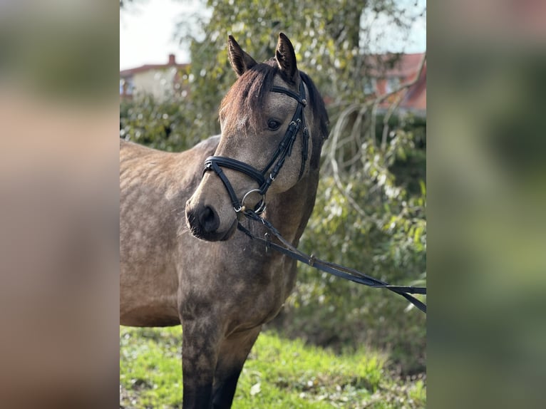 German Riding Pony Gelding 4 years 14,1 hh Buckskin in Duderstadt