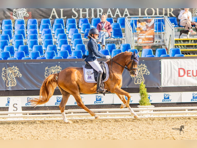 German Riding Pony Gelding 4 years 14.1 hh Chestnut in Glasehausenili