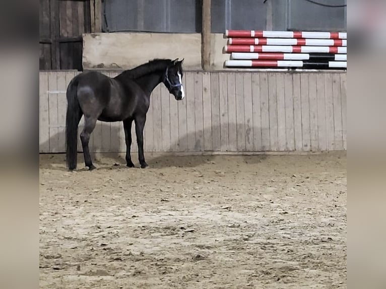 German Riding Pony Gelding 4 years 14.1 hh Chestnut in Hagen