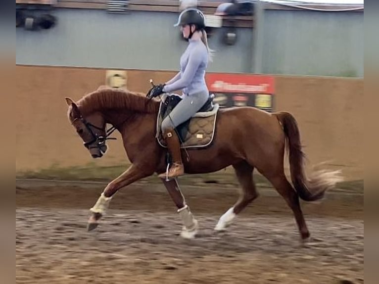 German Riding Pony Gelding 4 years 14,1 hh Chestnut in Achim