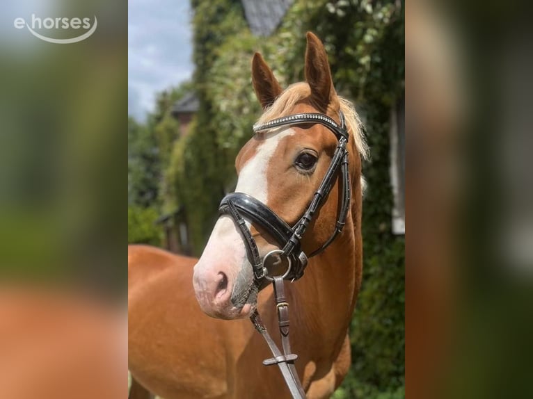 German Riding Pony Gelding 4 years 14.1 hh Chestnut-Red in Alpen