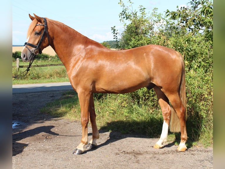 German Riding Pony Gelding 4 years 14,1 hh Chestnut-Red in Niendorf St.