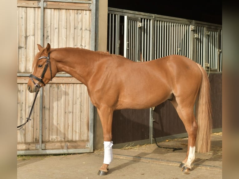 German Riding Pony Gelding 4 years 14.1 hh Chestnut-Red in Geilenkirchen