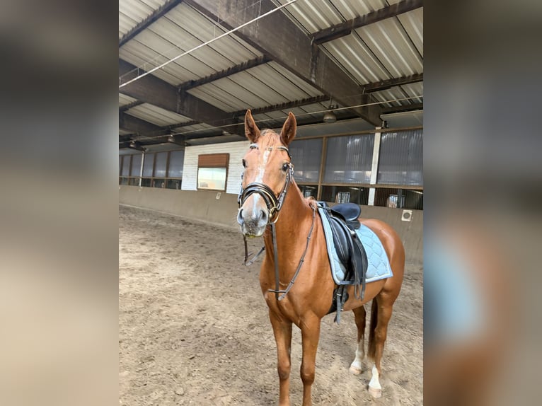 German Riding Pony Gelding 4 years 14.1 hh Chestnut-Red in Ringstedt