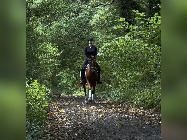 German Riding Pony Gelding 4 years 14.1 hh Chestnut-Red in Ringstedt
