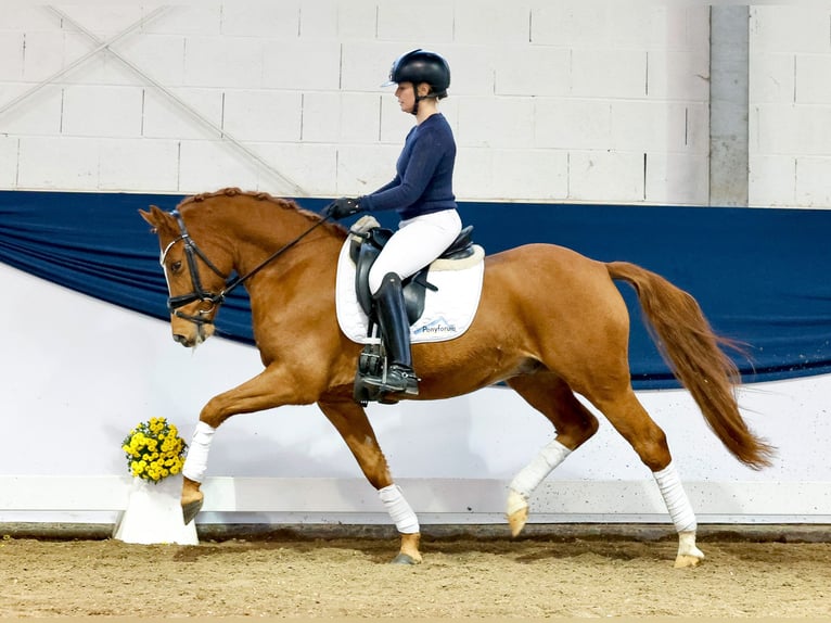 German Riding Pony Gelding 4 years 14,1 hh Chestnut-Red in Marsberg