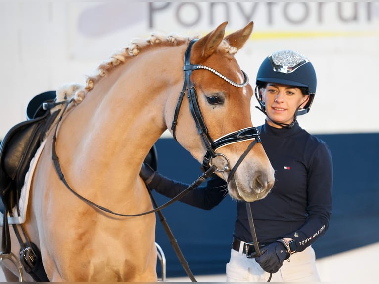 German Riding Pony Gelding 4 years 14,1 hh Chestnut-Red in Marsberg