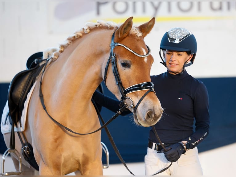 German Riding Pony Gelding 4 years 14,1 hh Chestnut-Red in Marsberg