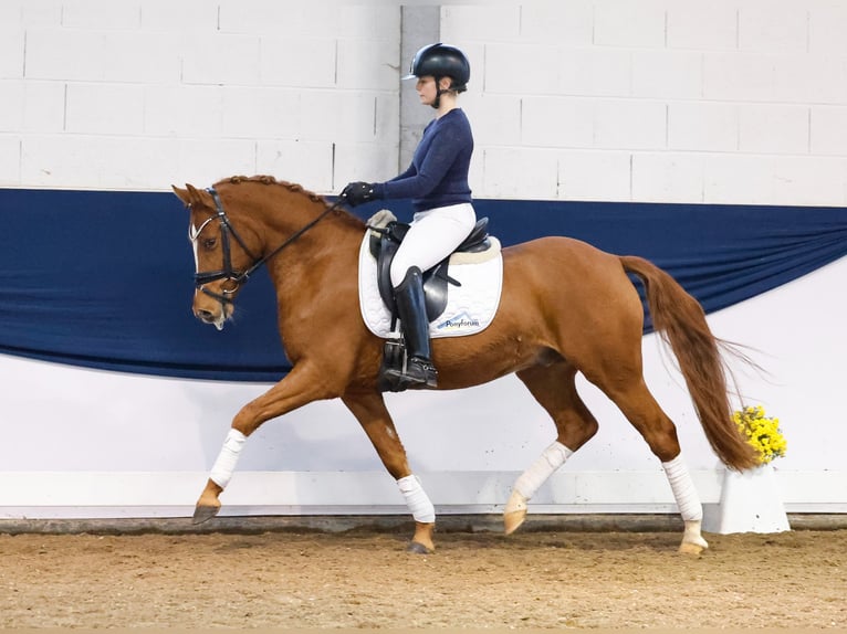 German Riding Pony Gelding 4 years 14,1 hh Chestnut-Red in Marsberg