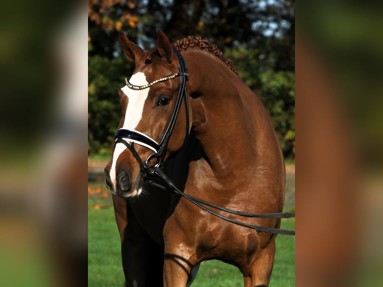 German Riding Pony Gelding 4 years 14,1 hh Chestnut-Red in Rehburg-Loccum Münchehagen