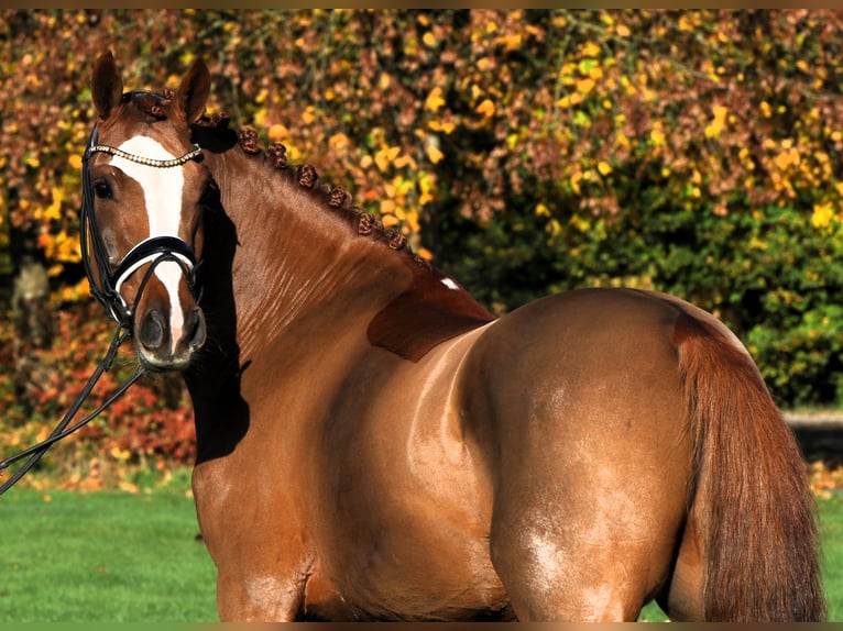 German Riding Pony Gelding 4 years 14,1 hh Chestnut-Red in Rehburg-Loccum Münchehagen