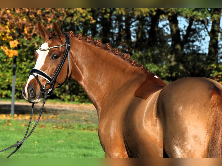 German Riding Pony Gelding 4 years 14,1 hh Chestnut-Red in Rehburg-Loccum Münchehagen