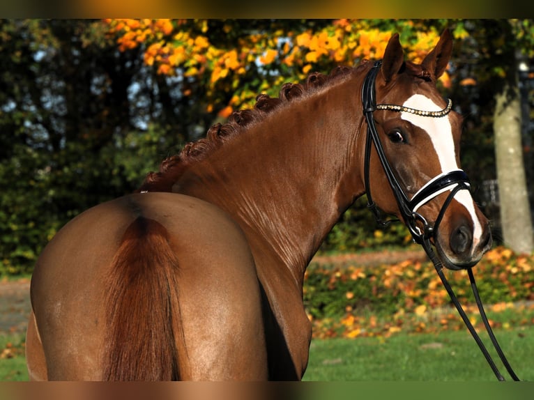 German Riding Pony Gelding 4 years 14,1 hh Chestnut-Red in Rehburg-Loccum Münchehagen