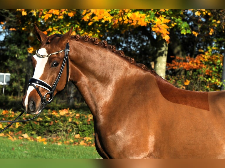 German Riding Pony Gelding 4 years 14,1 hh Chestnut-Red in Rehburg-Loccum Münchehagen