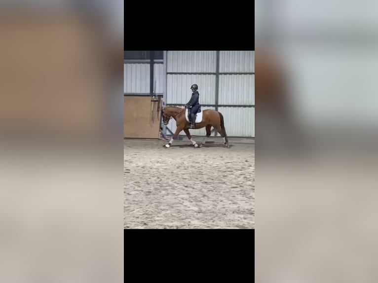 German Riding Pony Gelding 4 years 14,1 hh Chestnut-Red in Trebbin