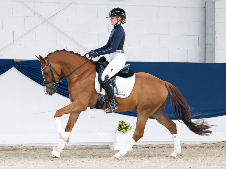 German Riding Pony Gelding 4 years 14.1 hh Chestnut-Red in Marsberg