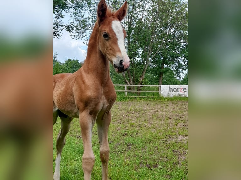 German Riding Pony Gelding 4 years 14.1 hh Chestnut-Red in Petershagen