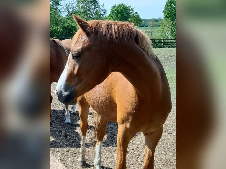German Riding Pony Gelding 4 years 14.1 hh Chestnut-Red in Petershagen