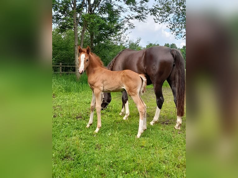 German Riding Pony Gelding 4 years 14.1 hh Chestnut-Red in Petershagen