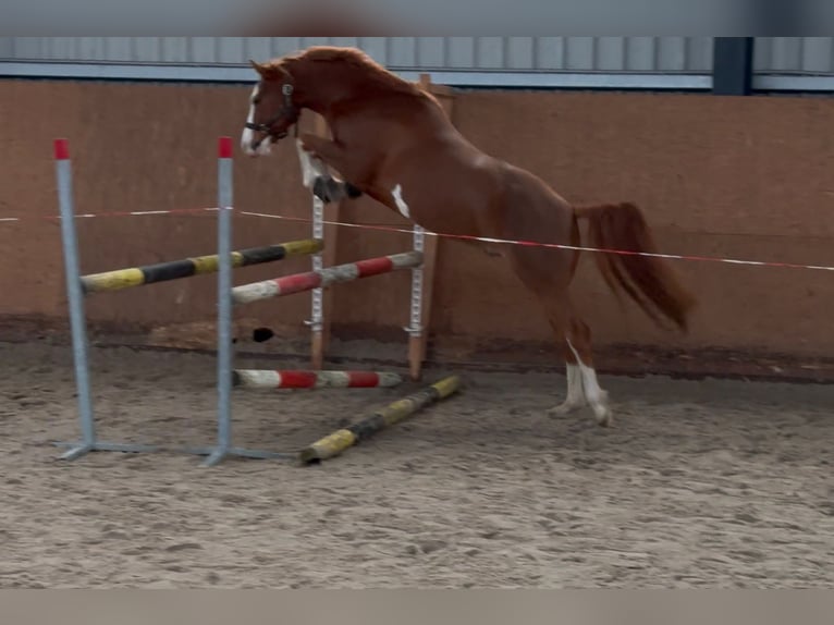 German Riding Pony Gelding 4 years 14,1 hh Chestnut-Red in Trebbin