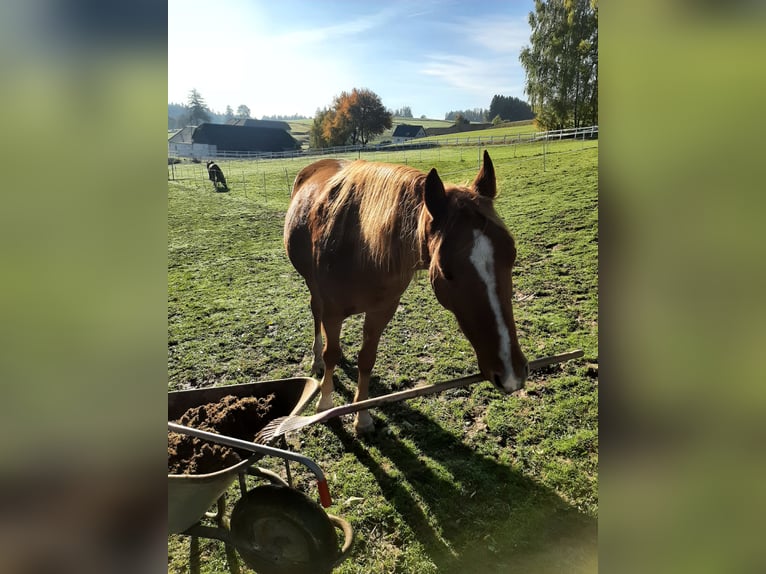 German Riding Pony Mix Gelding 4 years 14,1 hh Chestnut-Red in Thierberg