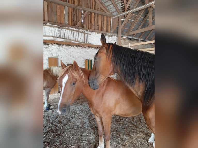 German Riding Pony Mix Gelding 4 years 14,1 hh Chestnut-Red in Thierberg