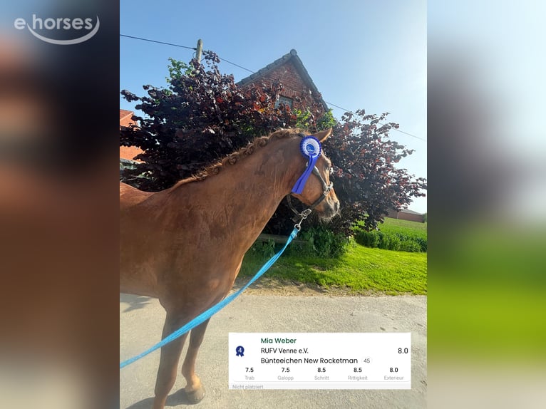 German Riding Pony Gelding 4 years 14.1 hh Chestnut-Red in Stemwede