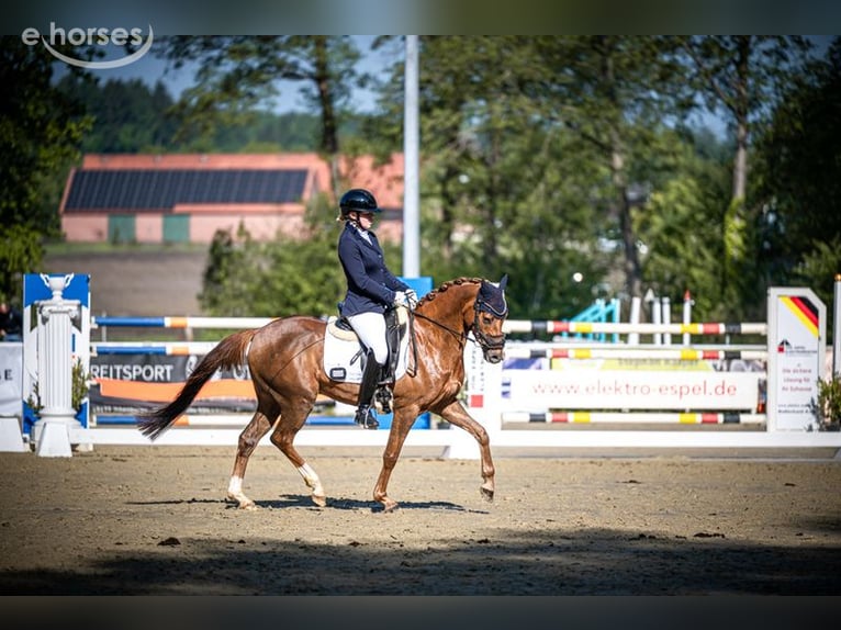 German Riding Pony Gelding 4 years 14.1 hh Chestnut-Red in Stemwede