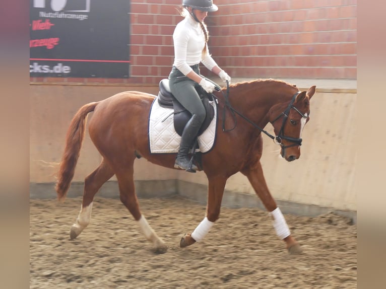 German Riding Pony Gelding 4 years 14,1 hh Chestnut-Red in Dorsten