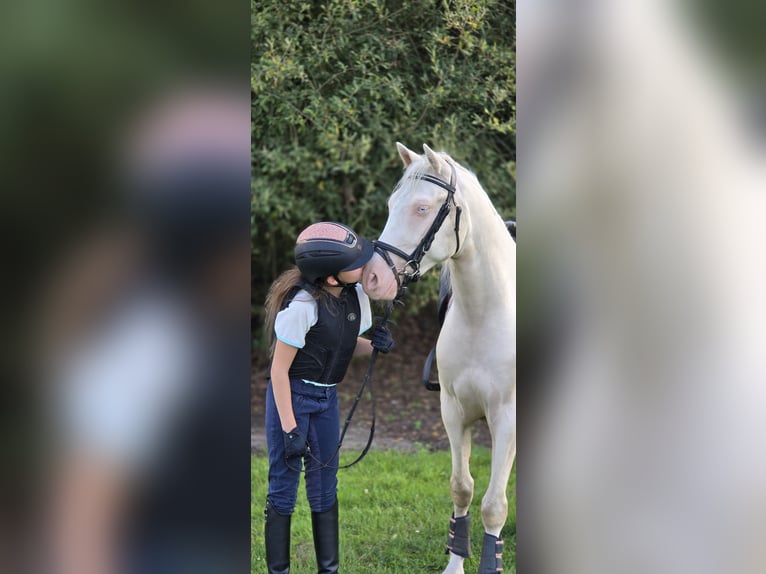 German Riding Pony Gelding 4 years 14.1 hh Cremello in Warendorf
