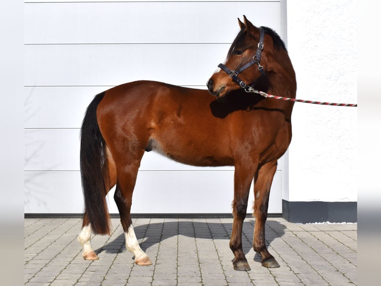 German Riding Pony Gelding 4 years 14,1 hh in Gilgenberg am Weilhart